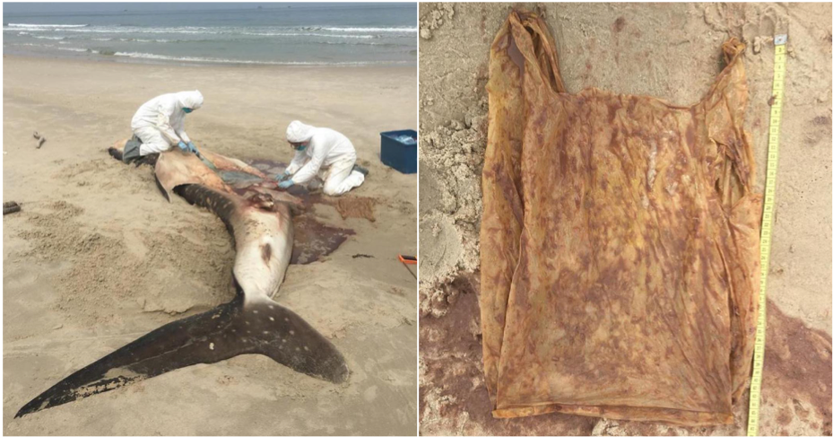 Dead Whale Shark Washed On Sabah Shores Reveals Grim Reality - WORLD OF BUZZ 6