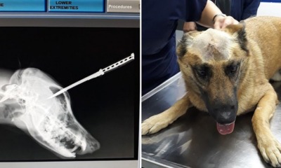 Dog Gets Stabbed in Head While Saving Owner From Attacker, Survives & Makes Full Recovery - WORLD OF BUZZ 4