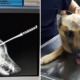 Dog Gets Stabbed in Head While Saving Owner From Attacker, Survives & Makes Full Recovery - WORLD OF BUZZ 4