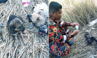 Fireman Dog - WORLD OF BUZZ