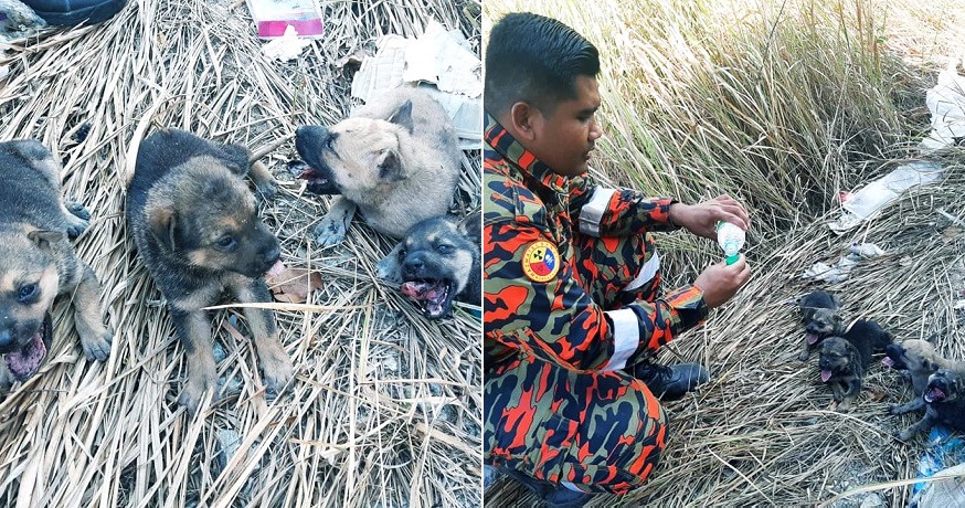 Fireman Dog - WORLD OF BUZZ