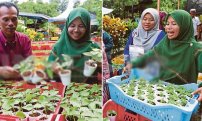 Inspiring M'sian Couple Sells Plant Saplings At RM1, Earns Up to RM4,000 Per Week - WORLD OF BUZZ