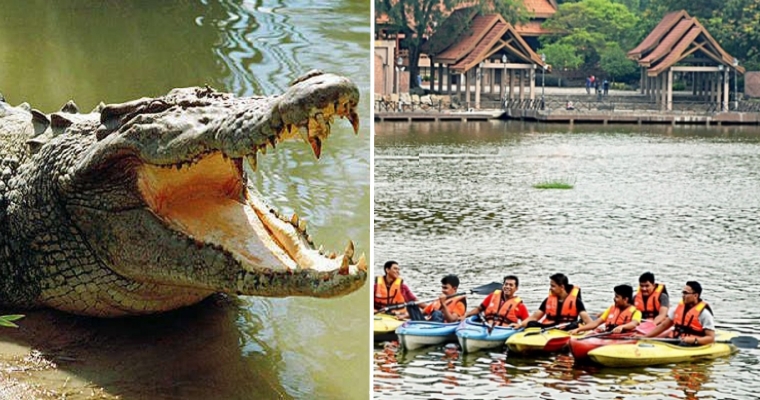 Irresponsible Person Dumps Crocodile Into Shah Alam Lake, Public Warning Issued - WORLD OF BUZZ