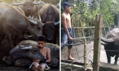 'Malaysian Mowgli' Saddened After His Favourite Buffalo Was Slaughtered This Morning - WORLD OF BUZZ 2