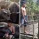 'Malaysian Mowgli' Saddened After His Favourite Buffalo Was Slaughtered This Morning - WORLD OF BUZZ 2