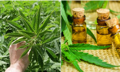 Malaysians Can Grow Marijuana If They Get Permission From the Ministry of Health - WORLD OF BUZZ 3