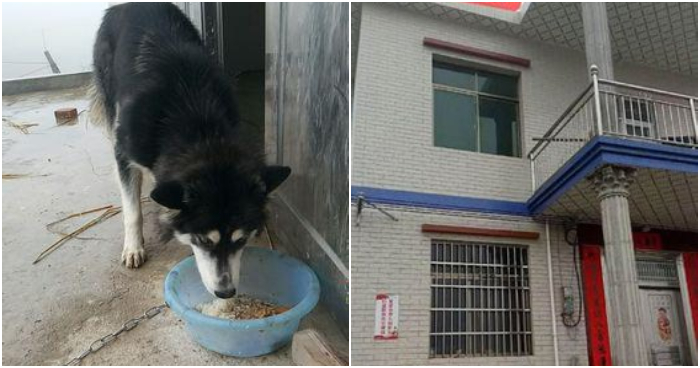 Overly Excited Husky Leaps on Owner from 3rd Floor, Knocking Him Unconscious and Breaking his Neck - WORLD OF BUZZ