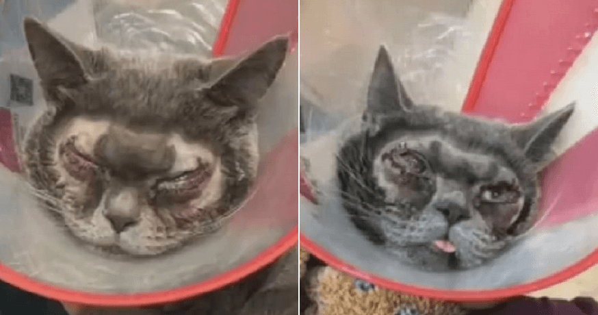 Pet Plastic Surgery - WORLD OF BUZZ 3