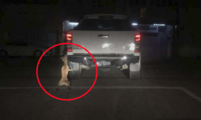 Poor Dog Tries To Free Itself After Getting Dragged Along The Road By Pickup Truck in M'sia - WORLD OF BUZZ