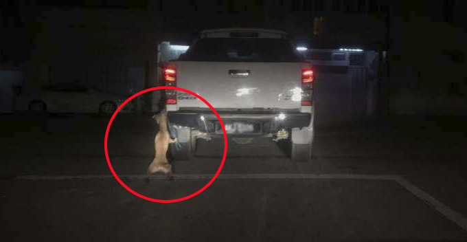 Poor Dog Tries To Free Itself After Getting Dragged Along The Road By Pickup Truck in M'sia - WORLD OF BUZZ