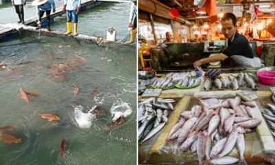 Report: Penang Consumers Association Warns Fish Might Be Non-Halal, Here's Why - WORLD OF BUZZ 2