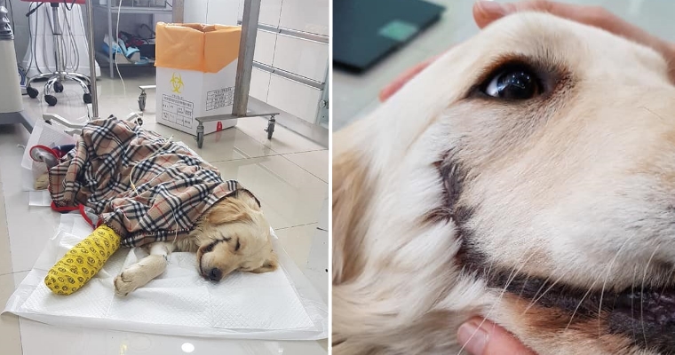 Somebody Cut This Puppy's Mouth Open Like Joker, Rescuers Find She's Still Happy To See Humans - WORLD OF BUZZ 7