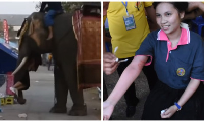 Thai Girl Tries to Take Photo with Elephant, Gets Picked Up and Flung for 2 Minutes - WORLD OF BUZZ