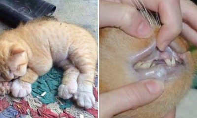 Viral Tweet Tells Pet Owners Not to Give Their Cats Paracetamol, Shows Heartbreaking Side Effects - WORLD OF BUZZ