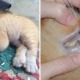 Viral Tweet Tells Pet Owners Not to Give Their Cats Paracetamol, Shows Heartbreaking Side Effects - WORLD OF BUZZ