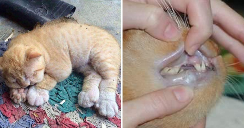 Viral Tweet Tells Pet Owners Not to Give Their Cats Paracetamol, Shows Heartbreaking Side Effects - WORLD OF BUZZ
