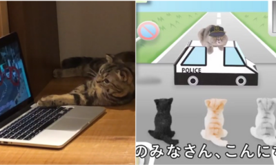 Watch: Road Safety Video For Cats Made By Animal Experts. No, We AreNot Kitten Around - WORLD OF BUZZ 4