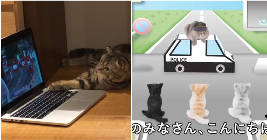 Watch: Road Safety Video For Cats Made By Animal Experts. No, We AreNot Kitten Around - WORLD OF BUZZ 4