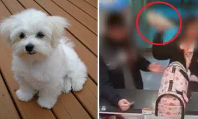 Woman Kills 3-Month-Old Puppy By Throwing It On Ground Because She Couldn't Get a Refund - WORLD OF BUZZ 5