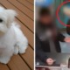 Woman Kills 3-Month-Old Puppy By Throwing It On Ground Because She Couldn't Get a Refund - WORLD OF BUZZ 5