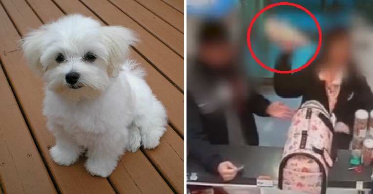 Woman Kills 3-Month-Old Puppy By Throwing It On Ground Because She Couldn't Get a Refund - WORLD OF BUZZ 5