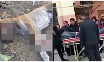 13yo Boy Murders Mother After She Kills His Dog to Teach Him a Lesson - WORLD OF BUZZ