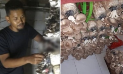 Graduate Unable To Find Work For Four Years Now Makes Living Selling Mushrooms On Shopee, Netizens Inspired - WORLD OF BUZZ 3