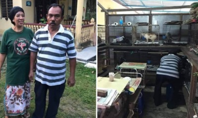M'sian Animal Lover Spends Three Quarters Of His Monthly Salary To Feed His 80 Kittens - WORLD OF BUZZ