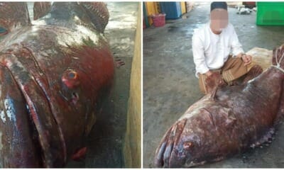 Netizens Point Out That Capture Of Large Grouper Does More Harm Than Good - WORLD OF BUZZ 3