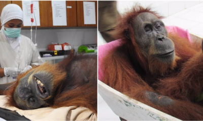 Orangutan That Was Shot With 74 Bullets Slowly Recovering From Her Injuries - WORLD OF BUZZ