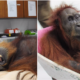 Orangutan That Was Shot With 74 Bullets Slowly Recovering From Her Injuries - WORLD OF BUZZ