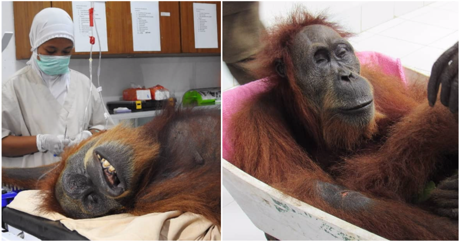 Orangutan That Was Shot With 74 Bullets Slowly Recovering From Her Injuries - WORLD OF BUZZ