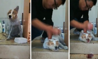 Video of Man Viciously Punching Dog Until It Bleeds Horribly in Front of Young Daughter Goes Viral - WORLD OF BUZZ 4