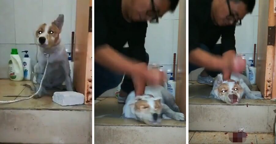 Video of Man Viciously Punching Dog Until It Bleeds Horribly in Front of Young Daughter Goes Viral - WORLD OF BUZZ 4