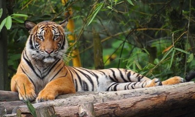 Water, Land & Natural Resources Minister: 'Harimau Malaya' Could Go Extinct in 10 Years - WORLD OF BUZZ 4
