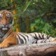 Water, Land & Natural Resources Minister: 'Harimau Malaya' Could Go Extinct in 10 Years - WORLD OF BUZZ 4