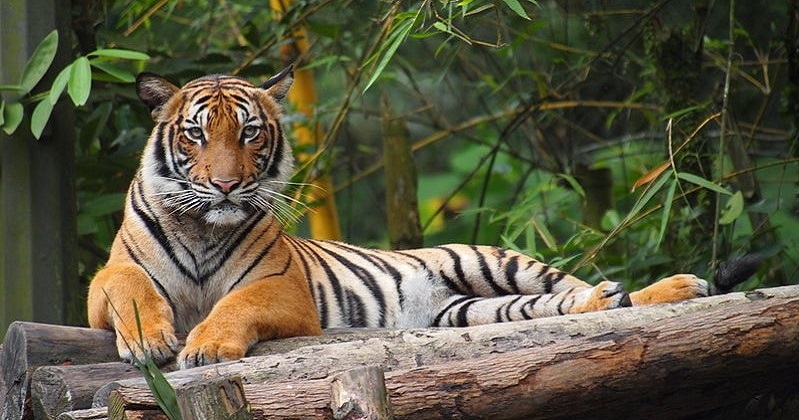 Water, Land & Natural Resources Minister: 'Harimau Malaya' Could Go Extinct in 10 Years - WORLD OF BUZZ 4