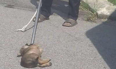 3-Month-Old Puppy Allegedly Strangled to Death by Dog Catcher, Netizens Enraged - WORLD OF BUZZ