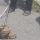 3-Month-Old Puppy Allegedly Strangled to Death by Dog Catcher, Netizens Enraged - WORLD OF BUZZ