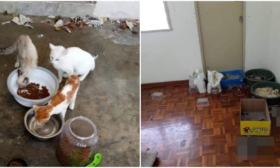 8 Cats Found Starved to Death After Being Abandoned by Owner in Cheras Home for Over a Month - WORLD OF BUZZ 2