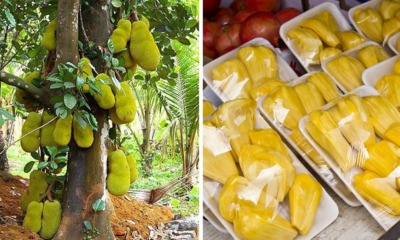 Article by UK-Based Portal Calling Jackfruit An "Ugly, Smelly, & Unharvested Pest-Plant" Goes Viral & Asians Are Not Having It - WORLD OF BUZZ 2