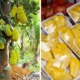 Article by UK-Based Portal Calling Jackfruit An "Ugly, Smelly, & Unharvested Pest-Plant" Goes Viral & Asians Are Not Having It - WORLD OF BUZZ 2