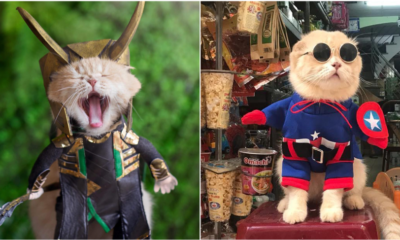 Catvengers Spotted In Vietnam, Searching For Cathanos Secret Hideout Maybe? - WORLD OF BUZZ 1
