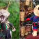 Catvengers Spotted In Vietnam, Searching For Cathanos Secret Hideout Maybe? - WORLD OF BUZZ 1
