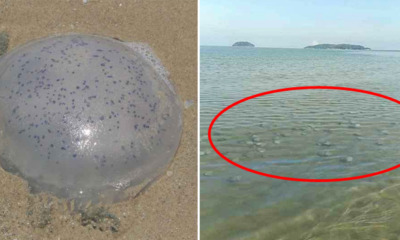 Dead Jellyfish Can Still Release Venom, Beachgoers Warned After Huge Number Of Jellyfish Spotted In Sabah Coast - WORLD OF BUZZ