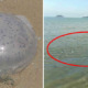 Dead Jellyfish Can Still Release Venom, Beachgoers Warned After Huge Number Of Jellyfish Spotted In Sabah Coast - WORLD OF BUZZ