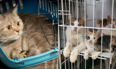 Scientists Advise to Keep Pet Cats Indoors To Avoid Contracting Infectious Disease - WORLD OF BUZZ