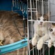 Scientists Advise to Keep Pet Cats Indoors To Avoid Contracting Infectious Disease - WORLD OF BUZZ