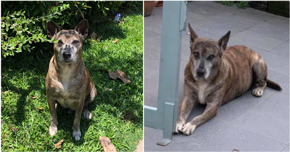 Her Late Father Love's For A Stray Dog Inspires Us To Be Good With Animals - WORLD OF BUZZ 7