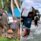 Indonesian Election Workers Had to Ride Elephants & Cross Rivers to Deliver Ballot Boxes to 800,000 Polling Stations - WORLD OF BUZZ
